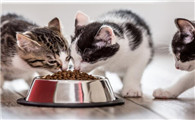 猫可以吃狗粮吗