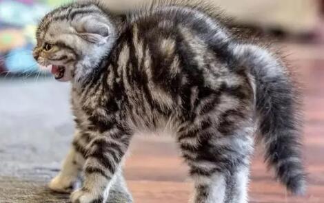 猫咪极度害怕的表现