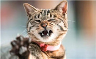 猫传腹是什么原因导致的