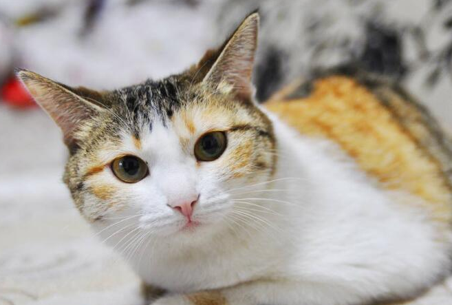 猫耳朵很热是怎么回事