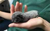 小猫脐带剪了不绑行吗？
