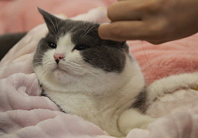 猫咪肝腹水能治好吗