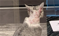 猫咪脖子上有结痂的东西是什么