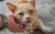 猫咪一边蹭你一边流口水