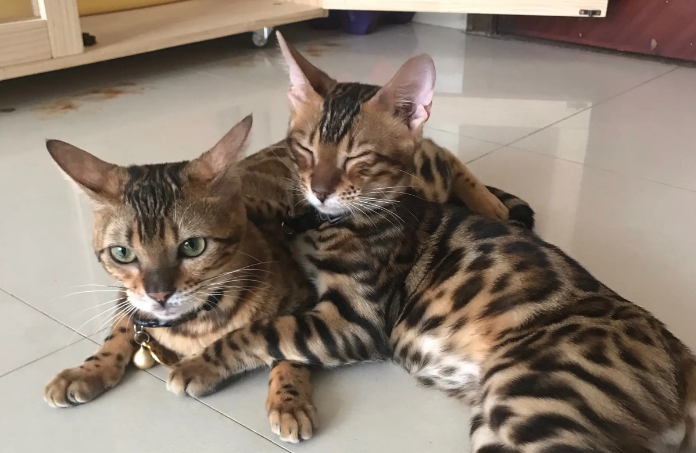 豹猫吃什么猫粮最好