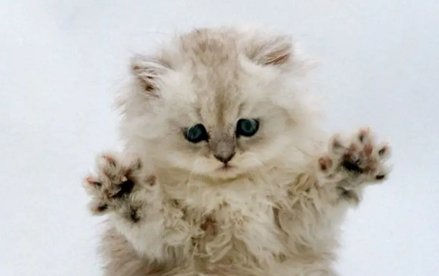 布偶猫可以吃猪肝吗 布偶猫可以吃猪肝吗
