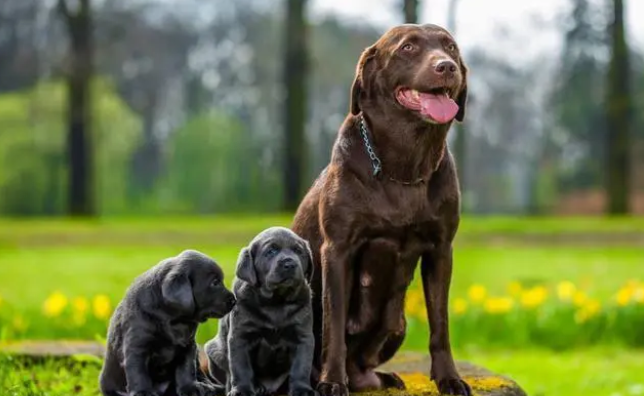 拉布拉多犬不能吃的食物 拉布拉多犬不能吃的食物