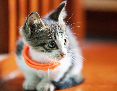 猫咪驱虫过后多久可以打疫苗 猫咪驱虫过后多久可以打疫苗