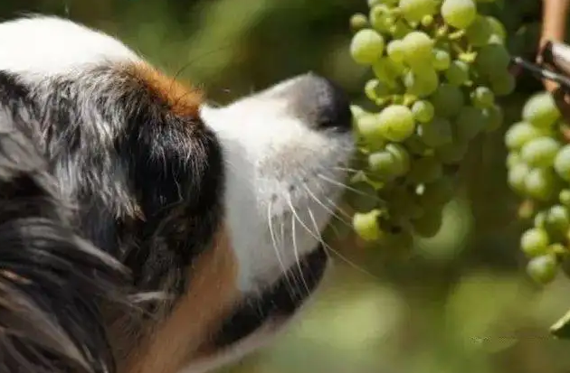 狗狗能吃葡萄吗1