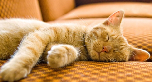 别买猫窝了,猫咪最喜欢睡觉的地点,是这7个地方