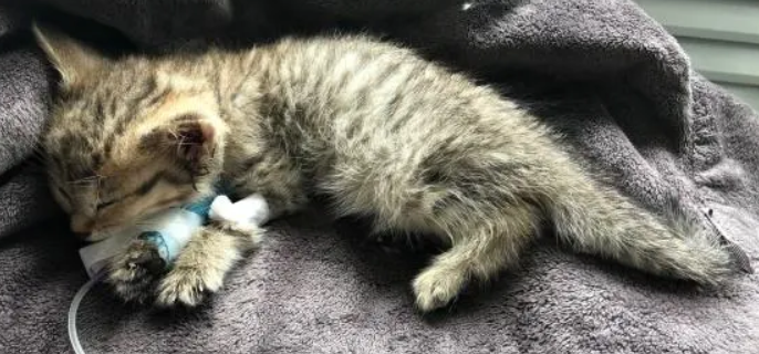 怎么检查猫有没有猫瘟