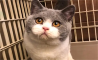 猫咪得了肝病还能活多久