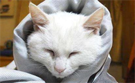 猫感冒了怎么办