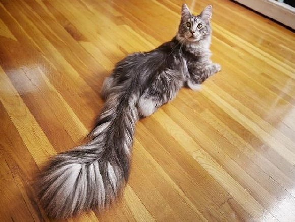 猫咪尾巴根部快速颤抖怎么回事 猫咪尾巴根部快速颤抖怎么回事