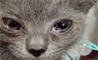 猫咪吃饭流眼泪是怎么回事