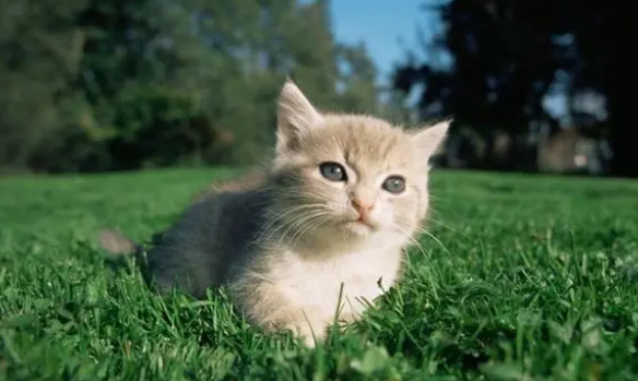 猫咪不吃饭多久喂一次葡萄糖