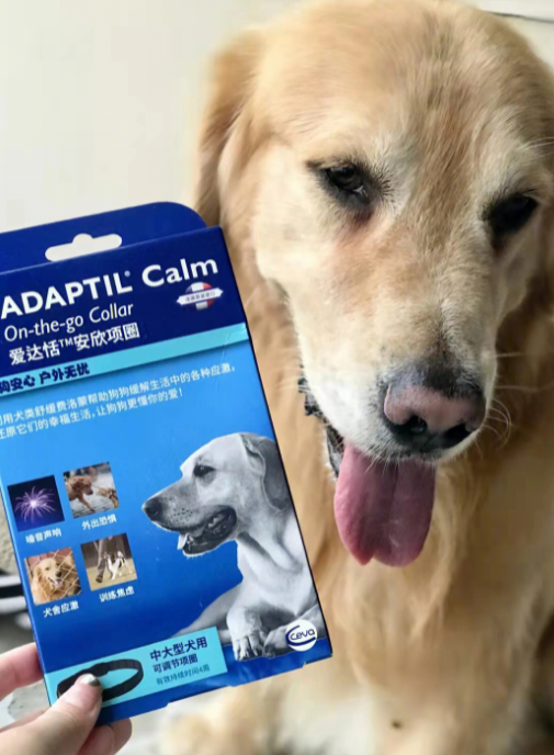 爱达恬安欣猫可以不