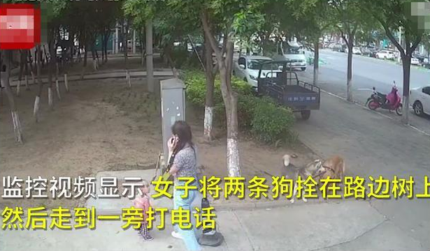 女子人行道树上拴狗,幼童靠近被斥退! 女子人行道树上拴狗,幼童靠近被斥退!