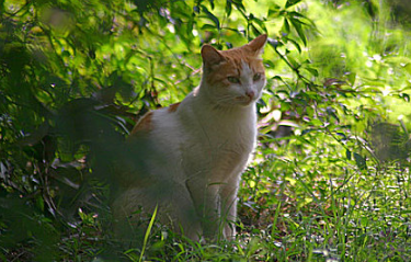猫戴伊丽莎白圈不舒服怎么办