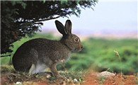 野兔在中国是国家保护动物吗？想知道的来看看