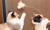 猫吃了逗猫棒上的毛怎么办啊