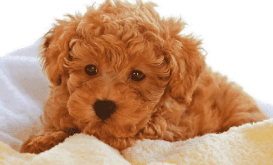 泰迪幼犬一直咳嗽干呕但精神很好是怎么办 泰迪幼犬一直咳嗽干呕但精神很好是怎么办