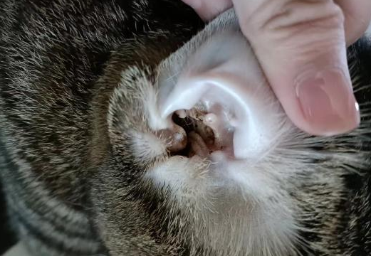 猫去耳螨哪个药好用