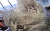 猫长耳螨什么原因引起的