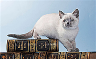 小奶猫打什么疫苗好