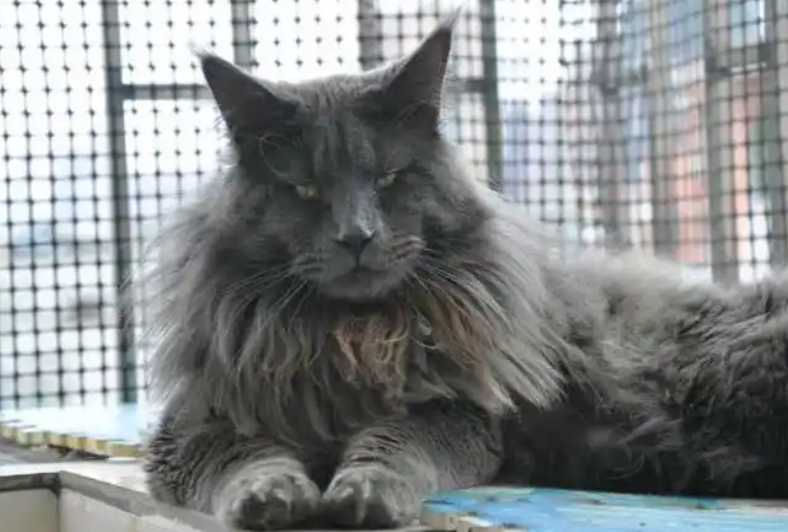 缅因猫什么颜色贵?看完你就清楚了 缅因猫什么颜色贵?看完你就清楚了