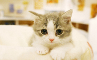 猫咪得了猫藓需要注意什么