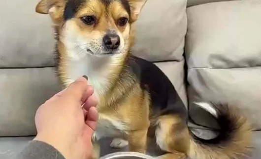 狗狗不吃狗粮怎么办，小妙招奉上