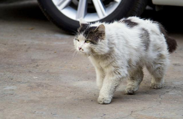 流浪猫粮什么牌子好 流浪猫粮什么牌子好