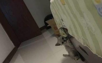 小猫咪被前主人闷死未遂,网友怜惜将其捡回,过后直言将其闷死 小猫咪被前主人闷死未遂,网友怜惜将其捡回,过后直言将其闷死