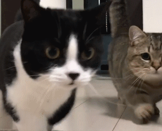 新养小猫不吃猫粮怎么办?到家后要注意什么 新养小猫不吃猫粮怎么办?到家后要注意什么