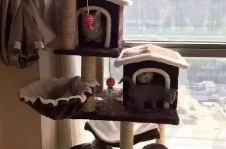 有钱人养猫VS我养猫，贫穷限制了想象力