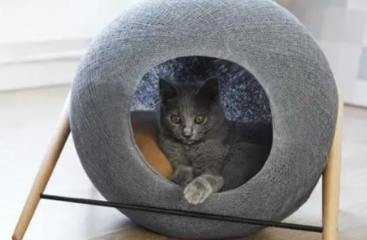 怎么能让猫进猫窝 怎么能让猫进猫窝