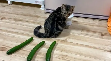 猫咪害怕黄瓜吗?