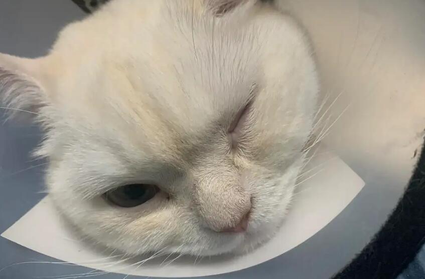 猫眼睛红肿流眼泪是怎么回事儿 猫眼睛红肿流眼泪是怎么回事儿