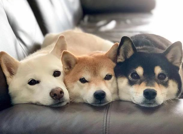 三只柴犬加一只奶喵,这每天的日常,是向往的生活了 三只柴犬加一只奶喵,这每天的日常,是向往的生活了