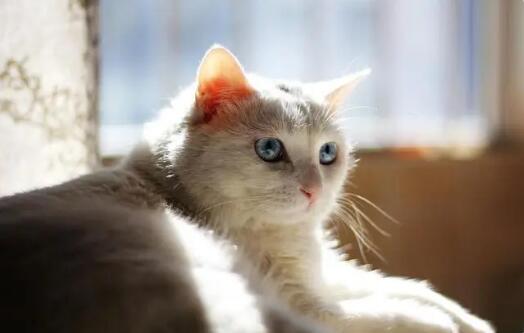 香茅对猫咪有毒吗它能吃吗 香茅对猫咪有毒吗它能吃吗