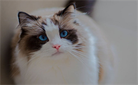 猫结石症状是什么