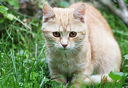 为什么野猫晚上撕心裂肺的叫 为什么野猫晚上撕心裂肺的叫