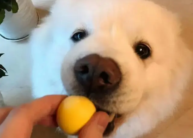 博美犬吃什么能让毛发长得更好