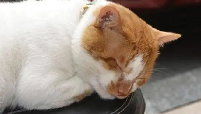 猫中毒死亡是什么样子的