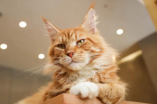 小猫老叫个不停怎么回事?这里详细告诉你! 小猫老叫个不停怎么回事?这里详细告诉你!