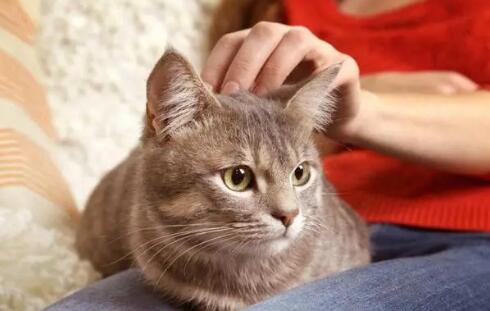 猫主动爬你身上说明了什么