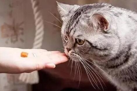 猫吃鱼油注意事项有哪些