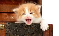 新生小猫多久能听到声音呢