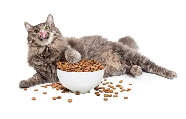 猫可以吃什么零食的东西 猫可以吃什么零食的东西